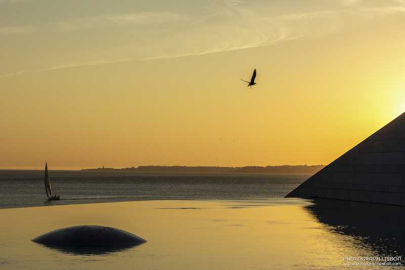 Seagull in flight over the Tagus at sunset, with the Champalimaud Foundation silhouetted against a golden sky, Belém, Lisbon.